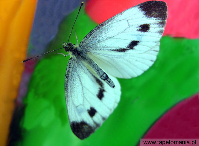 butterfly 16, Tapety Motyle, Motyle tapety na pulpit, Motyle