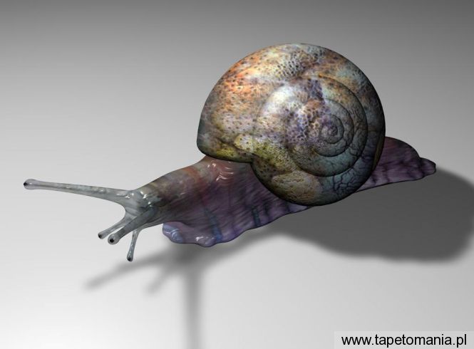 3D Snail, Tapety Art, Art tapety na pulpit, Art