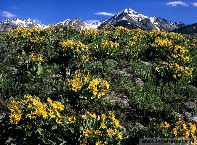 Arrowleaf Balsamroot, Boulder Mountain, Idaho, Tapety Widoki, Widoki tapety na pulpit, Widoki