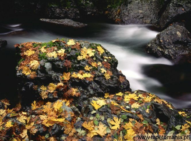 Autumn Leaf Covered Rock, Elk River, Oregon, Tapety Widoki, Widoki tapety na pulpit, Widoki