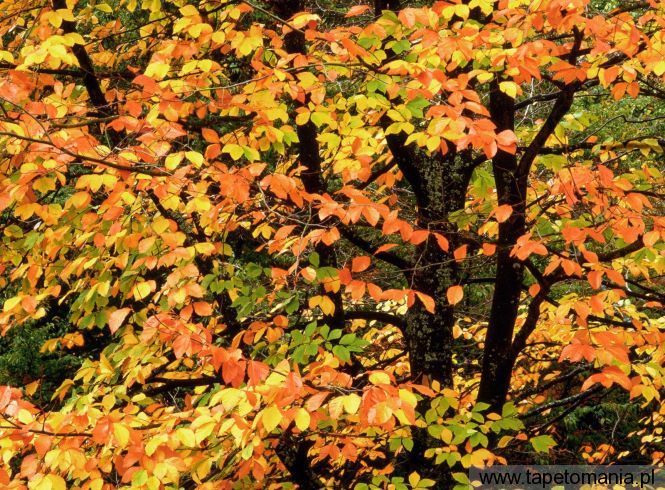 Beech Tree in Autumn, Washington Park, Portland Oregon, Tapety Widoki, Widoki tapety na pulpit, Widoki