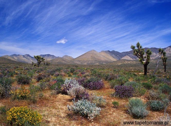 Desert Bloom, California Desert Conservation Area, Tapety Widoki, Widoki tapety na pulpit, Widoki