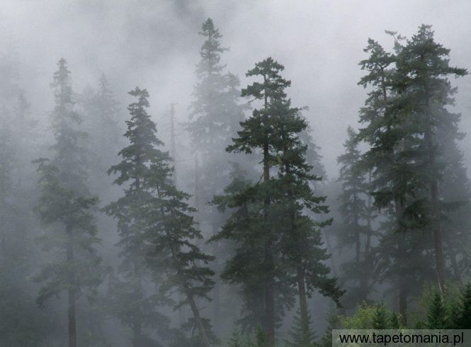 Mist of the Clearing Storm, Mount Hood National Forest, Oreg, Tapety Widoki, Widoki tapety na pulpit, Widoki