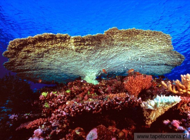 Huge Table Coral, Tapety Wodne, Wodne tapety na pulpit, Wodne