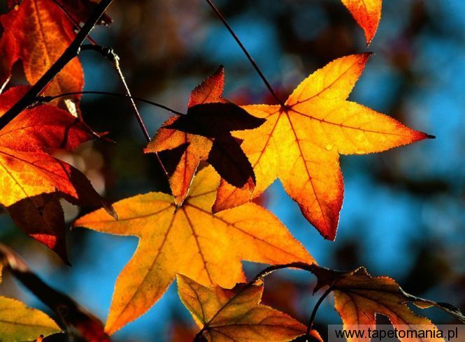 colors of fall, Tapety Drzewa, Drzewa tapety na pulpit, Drzewa