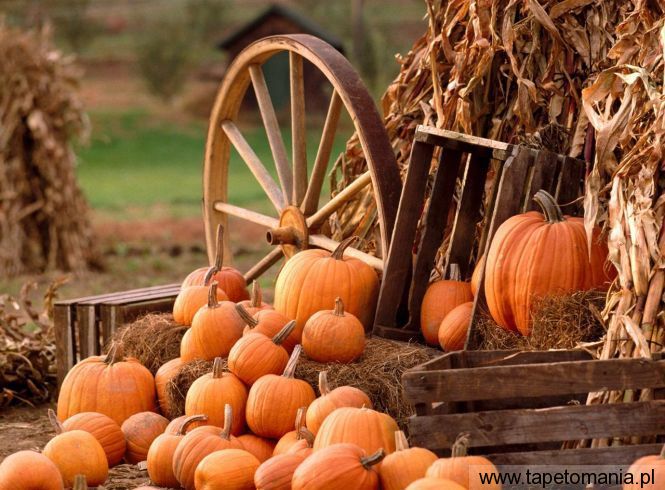 Autumn Harvest, Tapety Widoki, Widoki tapety na pulpit, Widoki