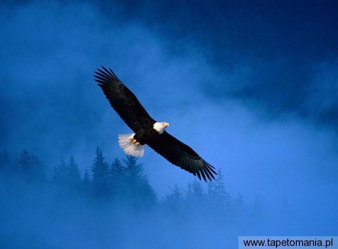 Flight of Freedom, Tapety Ptaki, Ptaki tapety na pulpit, Ptaki