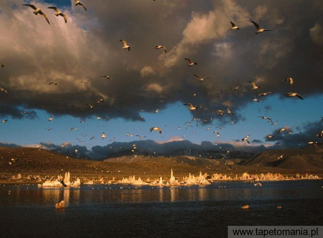 Mono Lake, Tapety Ptaki, Ptaki tapety na pulpit, Ptaki