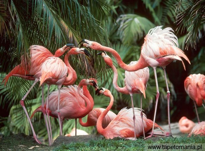 flamingo fun, Tapety Ptaki, Ptaki tapety na pulpit, Ptaki