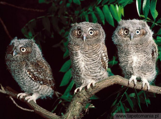 trio of screech owls, Tapety Ptaki, Ptaki tapety na pulpit, Ptaki