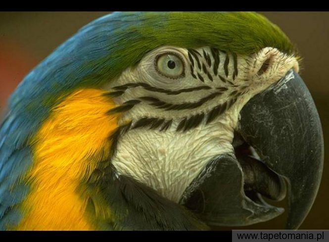 tropical bird, Tapety Ptaki, Ptaki tapety na pulpit, Ptaki