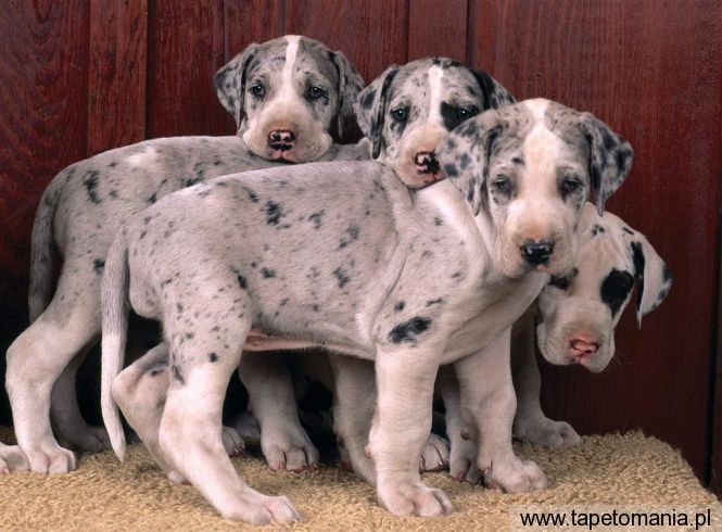 Harlequin Great Danes, Tapety Psy, Psy tapety na pulpit, Psy