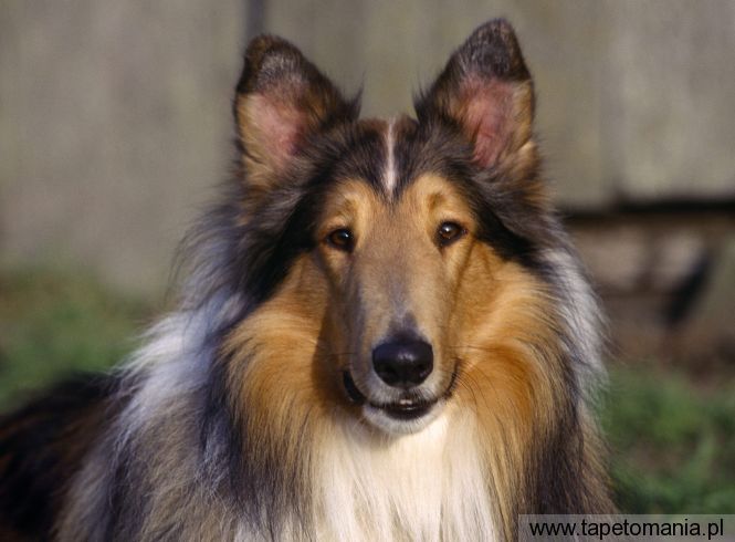 Sable Rough Collie, Tapety Psy, Psy tapety na pulpit, Psy