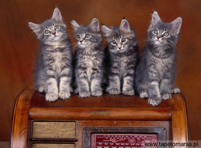 Coon Kittens, Tapety Koty, Koty tapety na pulpit, Koty