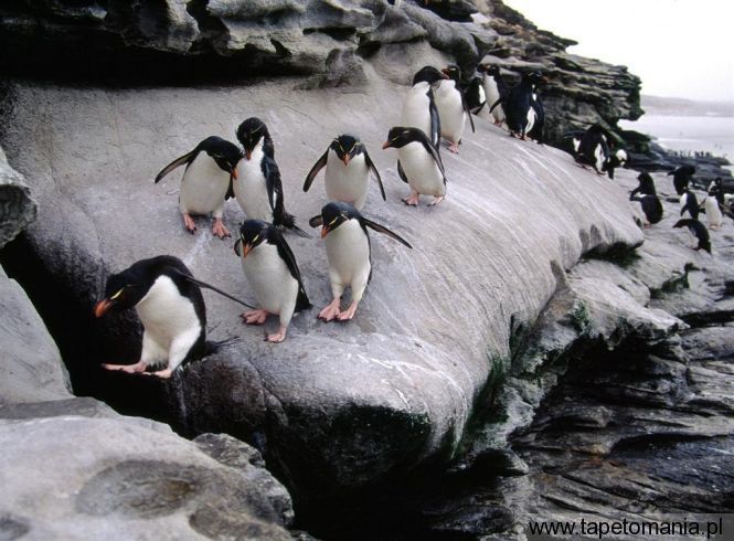 rockhopper penguins, Tapety Wodne, Wodne tapety na pulpit, Wodne