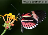 butterfly 1, 