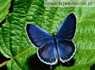 butterfly 15
