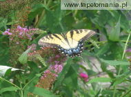 butterfly 31