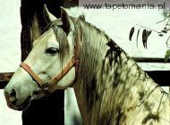 horses 029, 