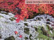 Autumn Vine Maple and Lichens