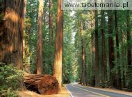 Avenue of the Giants, Humboldt RedwoodState Park, California