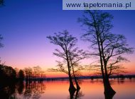 Bald Cypress Trees at Sunrise, Reelfoot National Wildlife Refuge,  Tennessee