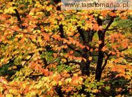 Beech Tree in Autumn, Washington Park, Portland Oregon