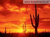 Burning Sunset, Saguaro National Park  Arizona