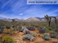Desert Bloom, California Desert Conservation Area