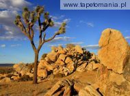 Joshua Tree, Mojave Desert, Littlerock, California