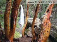 Madrone Trees and Barr Creek Falls, Mill Creek Recreation Area, Oregon, 
