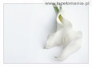 White Wallpapers 004, 
