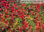 red bear berry