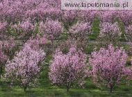 peach tree orchard in full bloom