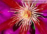 Clematis Flower
