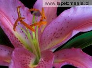 Exotic Lily, 