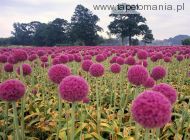 Field of Pink Onions
