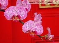 Ornate Orchids, 
