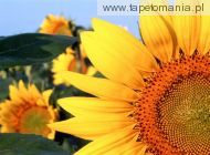 Sunflower f