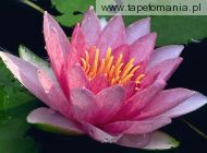 Water Lily f