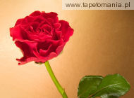 curly red rose