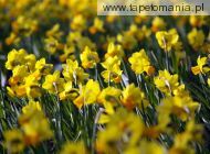 daffodil m