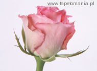 pink rose m2