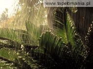 jungle rain