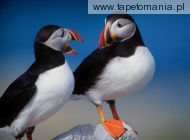 a pair of puffins