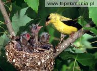american gold finch family