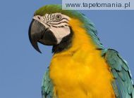 blue and  yellow macaw
