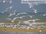 flock of sandwich terns