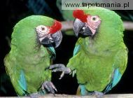 green macaws