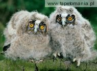 long eared owl chicks